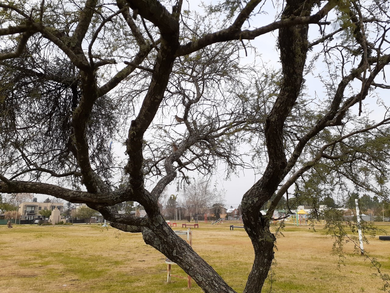 Pueblo General Belgrano adhirió a la Semana del Árbol