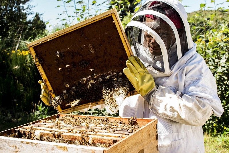 Promulgaron  la nueva ley apícola para  Entre Ríos