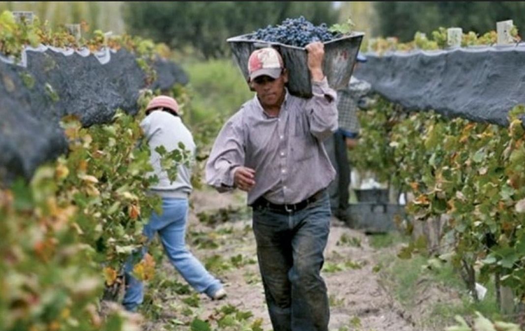 Trece provincias aplicarán  protocolos  sanitarios y testeos para  recibir trabajadores golondrina