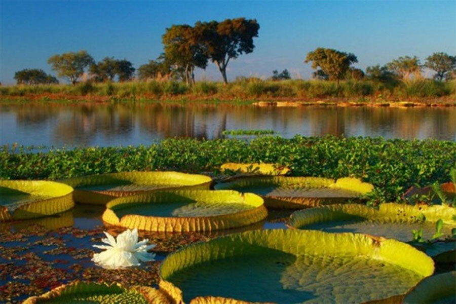 Presentaron en el Congreso  650 mil firmas a favor de la  Ley de Humedales