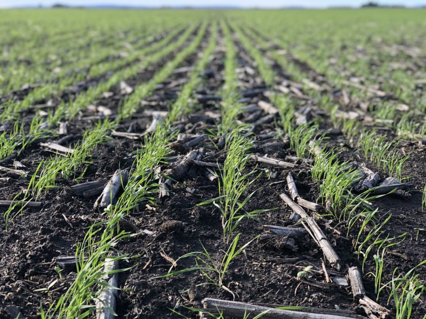 La siembra de trigo en la provincia fue la más alta de los últimos 20 años