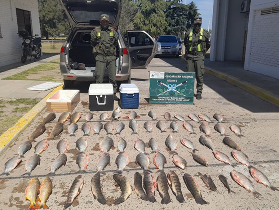 Decomisan en controles viales  pescados de distintas especies
