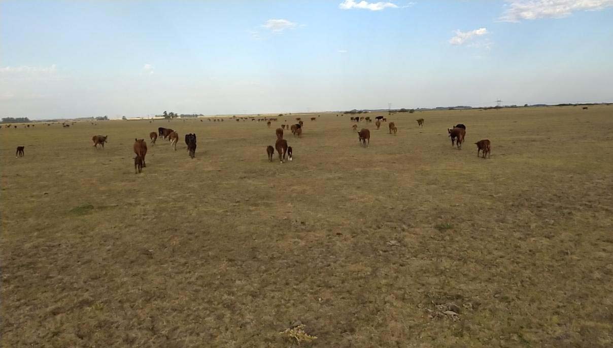 Sequía: Mattiauda pide la  emergencia agropecuaria