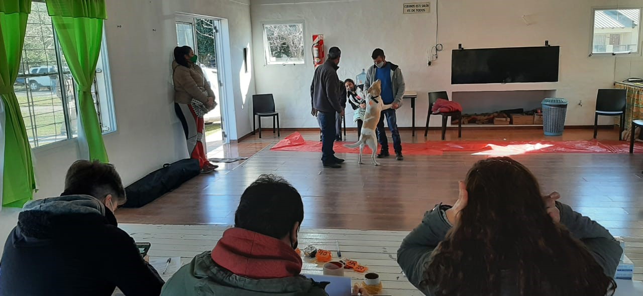 Sigue la campaña de castración  e identificación canina