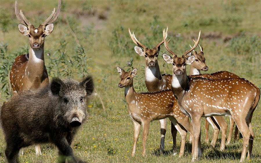 Diagraman acciones para el control de especies exóticas