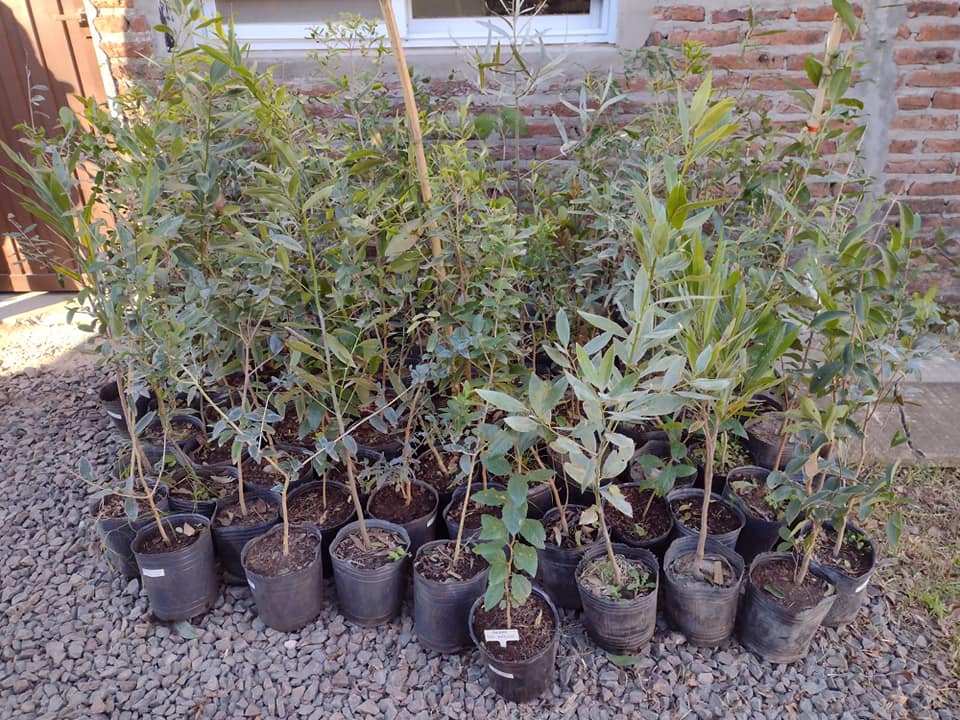 Un centenar de plantines entregó ALU