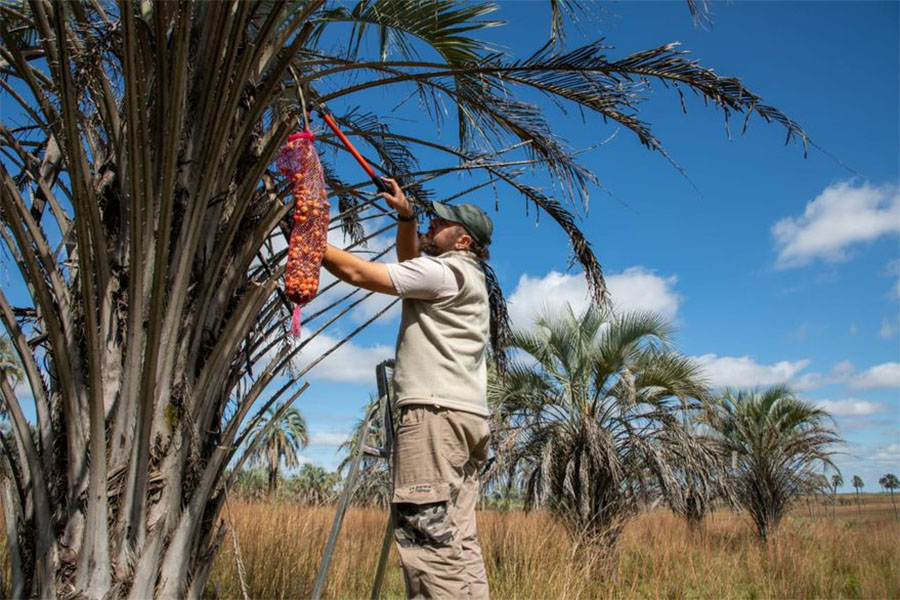 Yatay, el fruto desconocido que está conquistando los paladares entrerrianos