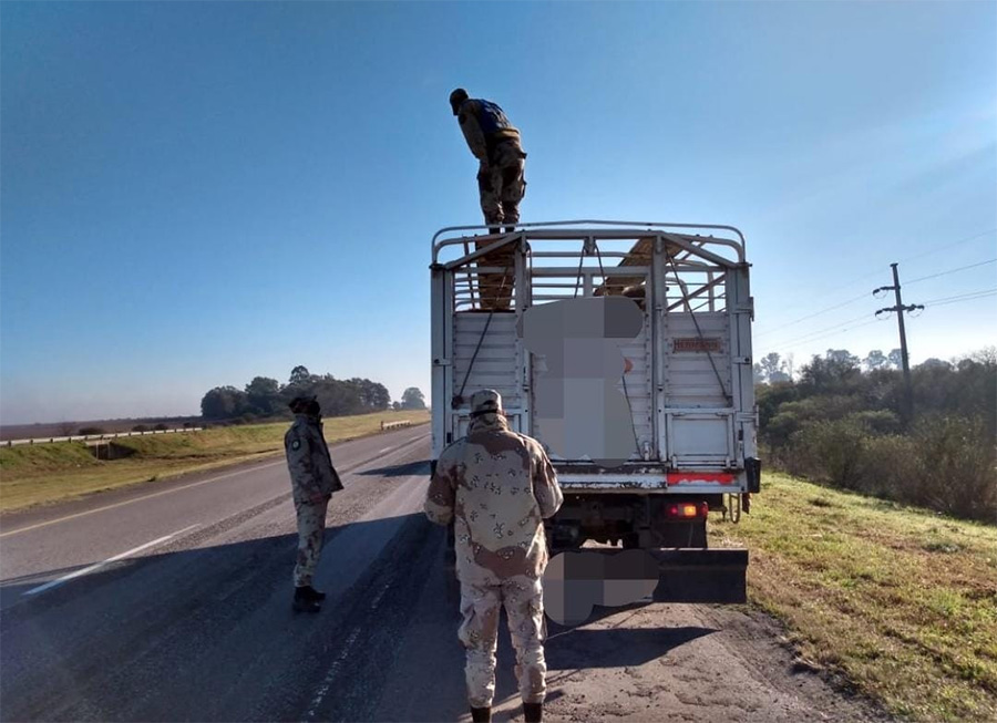Delito rural: secuestran un arma de fuego y constatan traslado de hacienda irregular