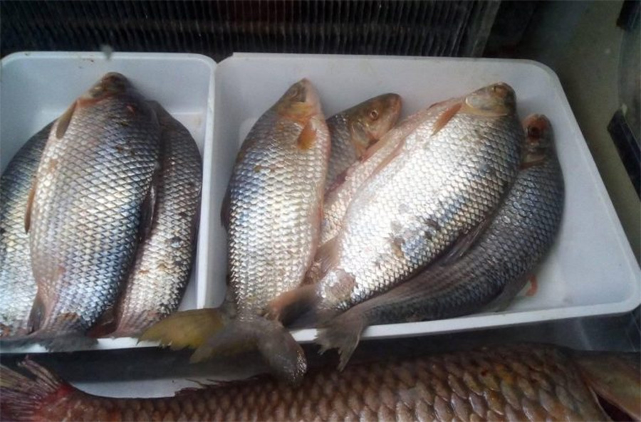 Impunidad: transportaban 4.500 kilos de  pescado ilegal, pero igual se los dejaron