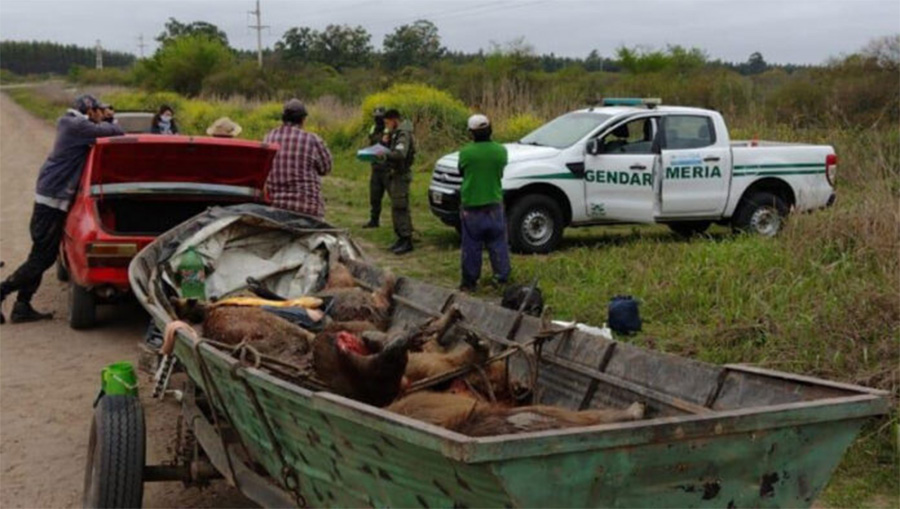 Gendarmería: una  Patrulla Ambiental detectó  que se habían faenado   animales silvestres