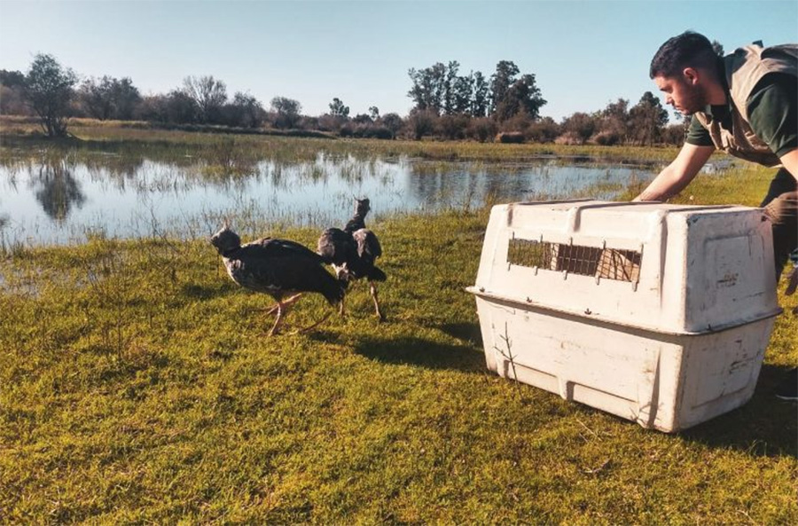 Animales  silvestres  recuperan la  libertad