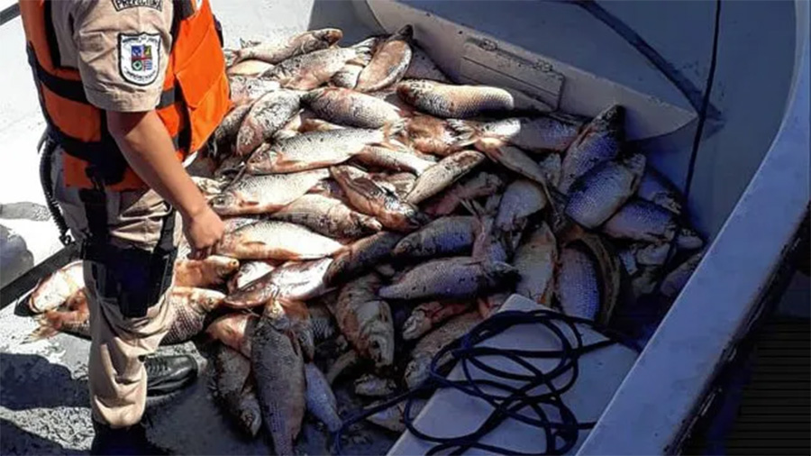 Río Paraná: reducen el cupo de acopio y extracción de sábalo