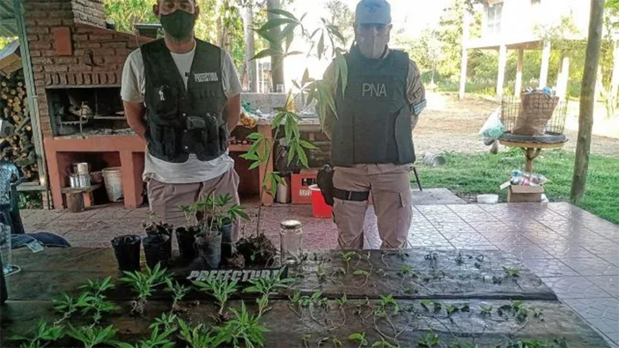 Prefectura Naval desactivó un “vivero” de marihuana