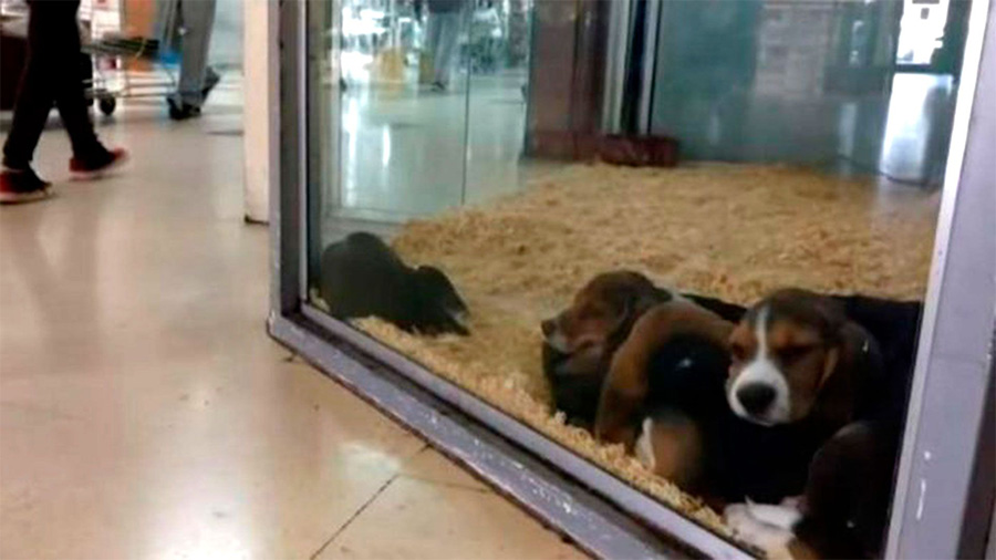 Tratan un proyecto para prohibir la exhibición de animales en vidrieras