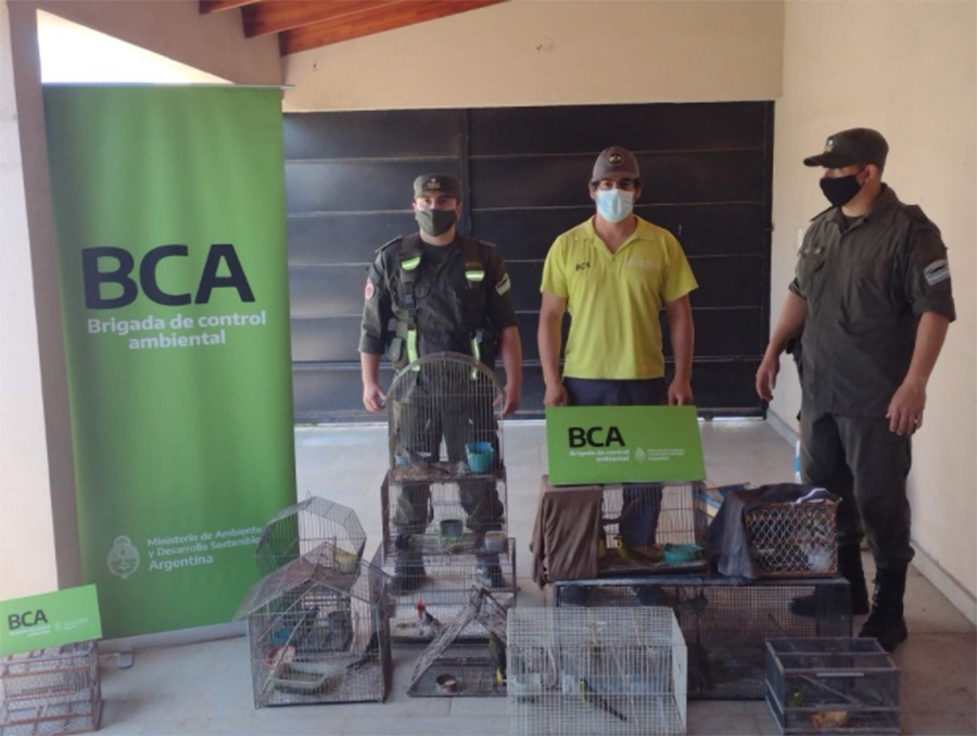 Tráfico ilegal de fauna: Ambiente  decomisó cardenales amarillos