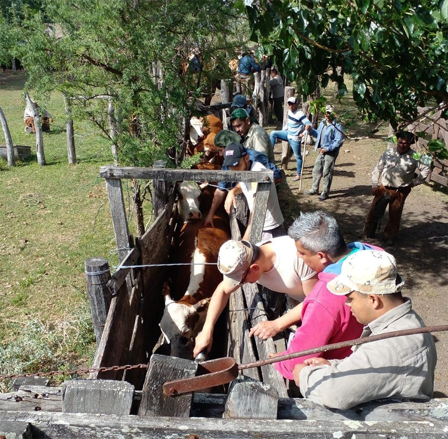 Abigeato: secuestraron 16 vacunos,  armas, celulares y otros elementos