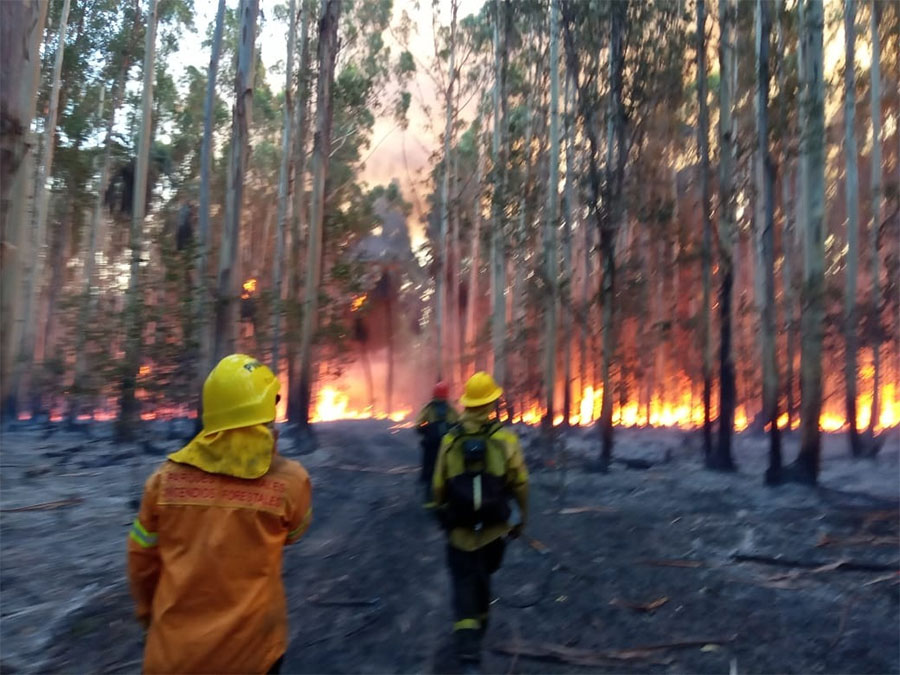 Bomberos locales asistieron  en un incendio forestal frente  al Parque Nacional El Palmar