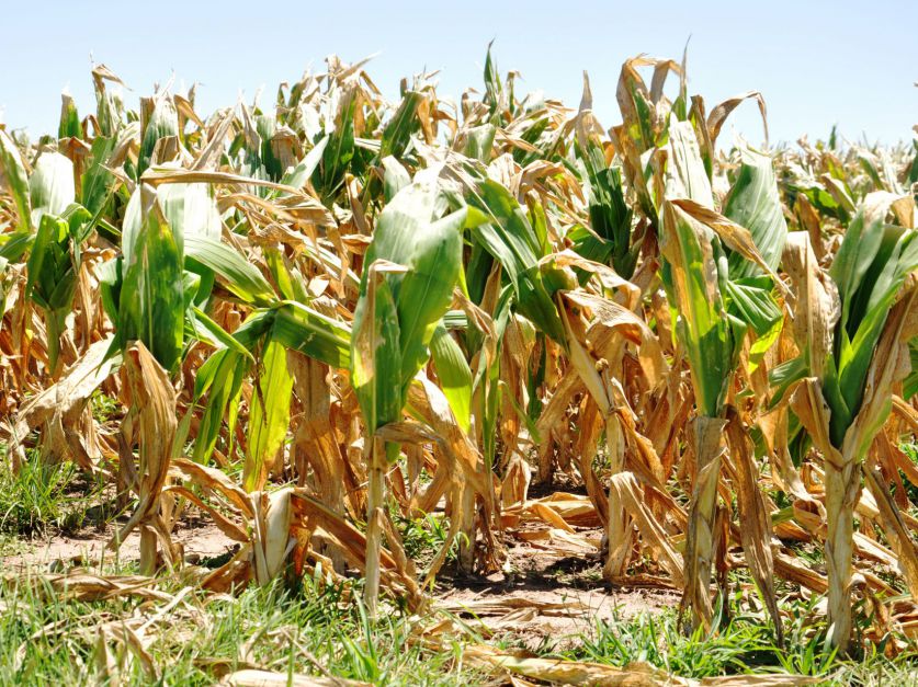  La sequía impacta de lleno en la actividad agropecuaria