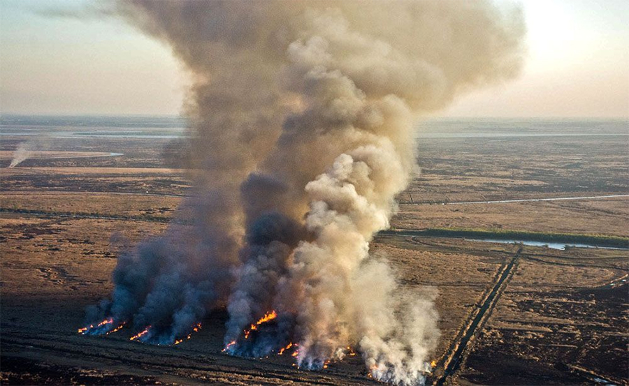 Intentan recuperar los ecosistemas perjudicados por los incendios
