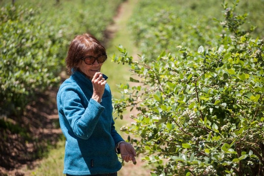 El pueblo entrerriano que se convirtió en “capital del arándano” y la productora que enseña a cosecharlos