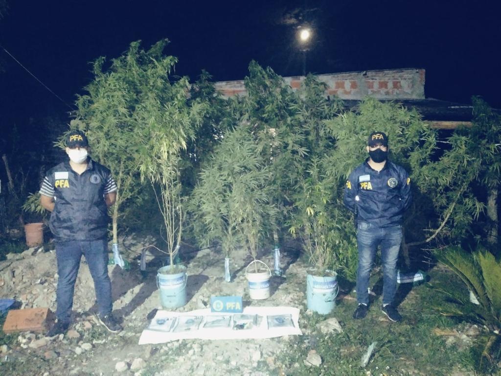 La policía Federal Argentina  decomisó un vivero de marihuana  