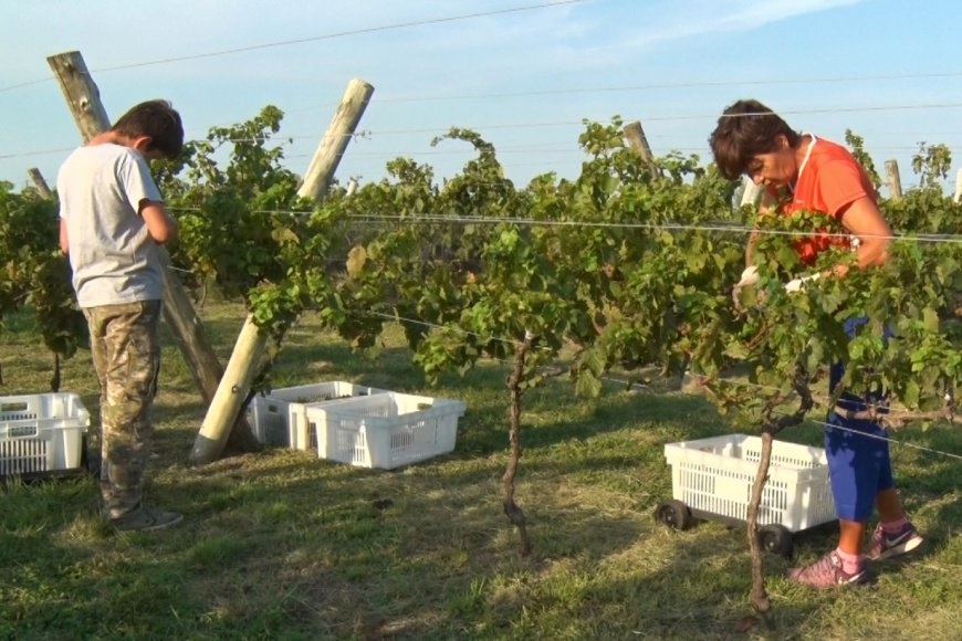 Viñedos y turismo: una sociedad que “marca la diferencia” en Entre Ríos