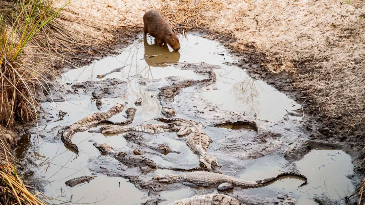 Corrientes: Continúa el rescate de animales afectados por los incendios 