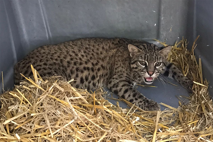 Liberaron dos ejemplares de gato montés en la provincia