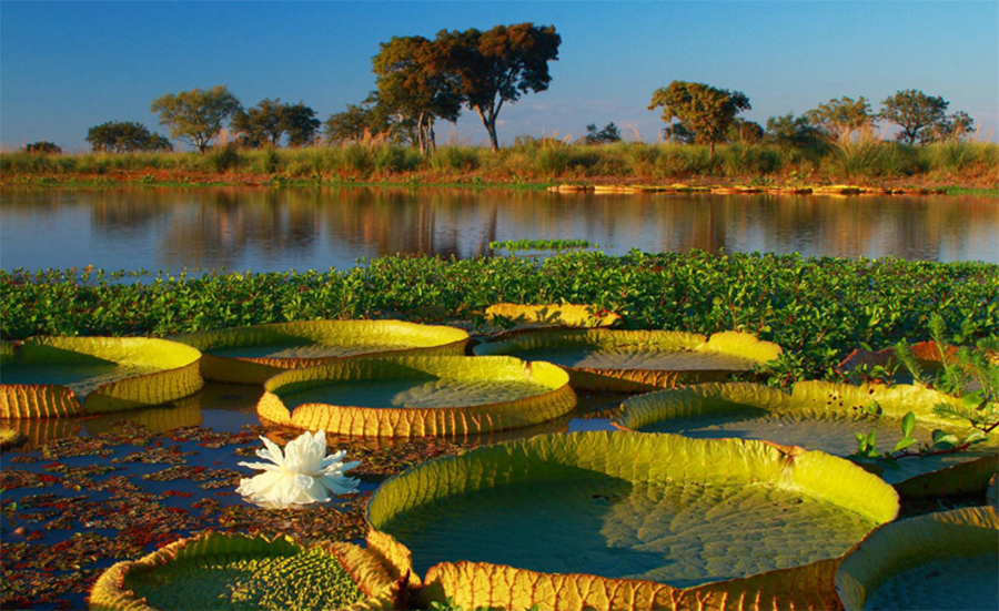 La ecorregión del Delta e Islas del Paraná dentro de los paisajes elegidos