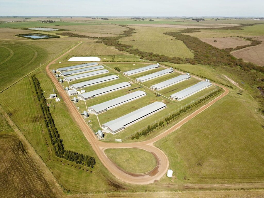 Crece la producción de porcinos en Entre Ríos, que está en cuarto lugar a nivel país