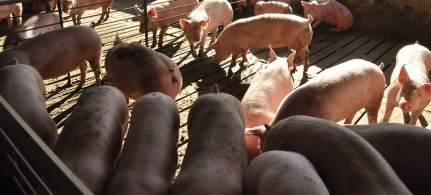 Advierten sobre síntomas asociados a la triquinosis 