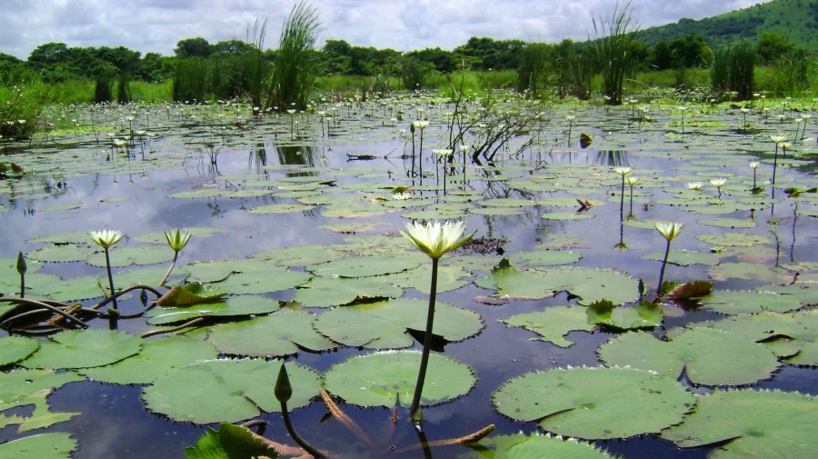 La filial argentina de Amnistía Internacional pide la aprobación de la ley de humedales