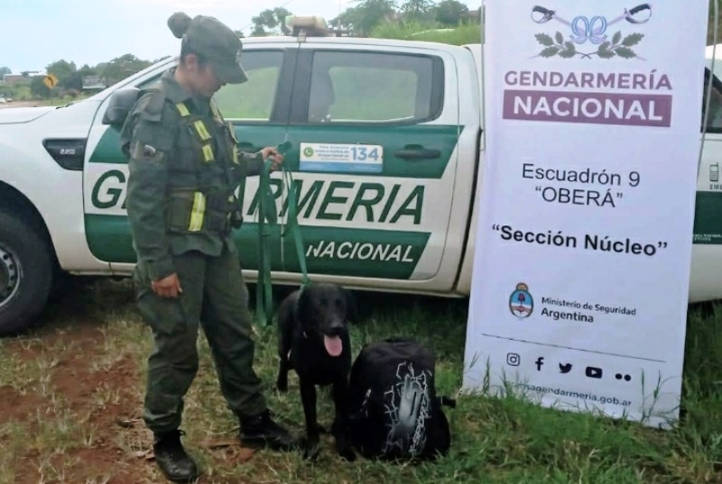 Gendarmería secuestró marihuana detectada por un perro adiestrado