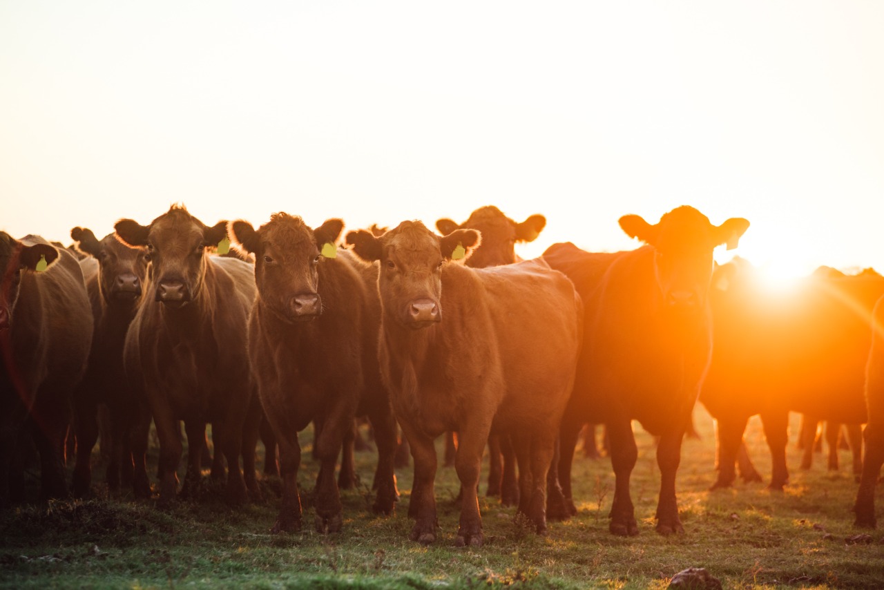 La Sociedad Rural anunció una jornada de capacitación en bienestar animal y buenas prácticas ganaderas