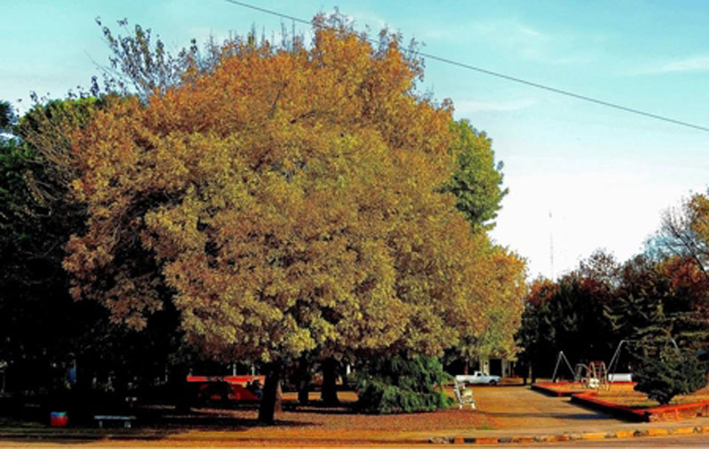 Larroque: queja de la comunidad educativa de la Escuela N° 15 por un acto de la Municipalidad