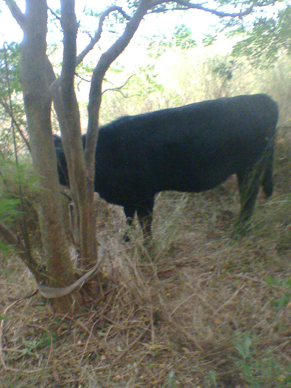  Secuestran dos vacunos en Costa Uruguay Sur