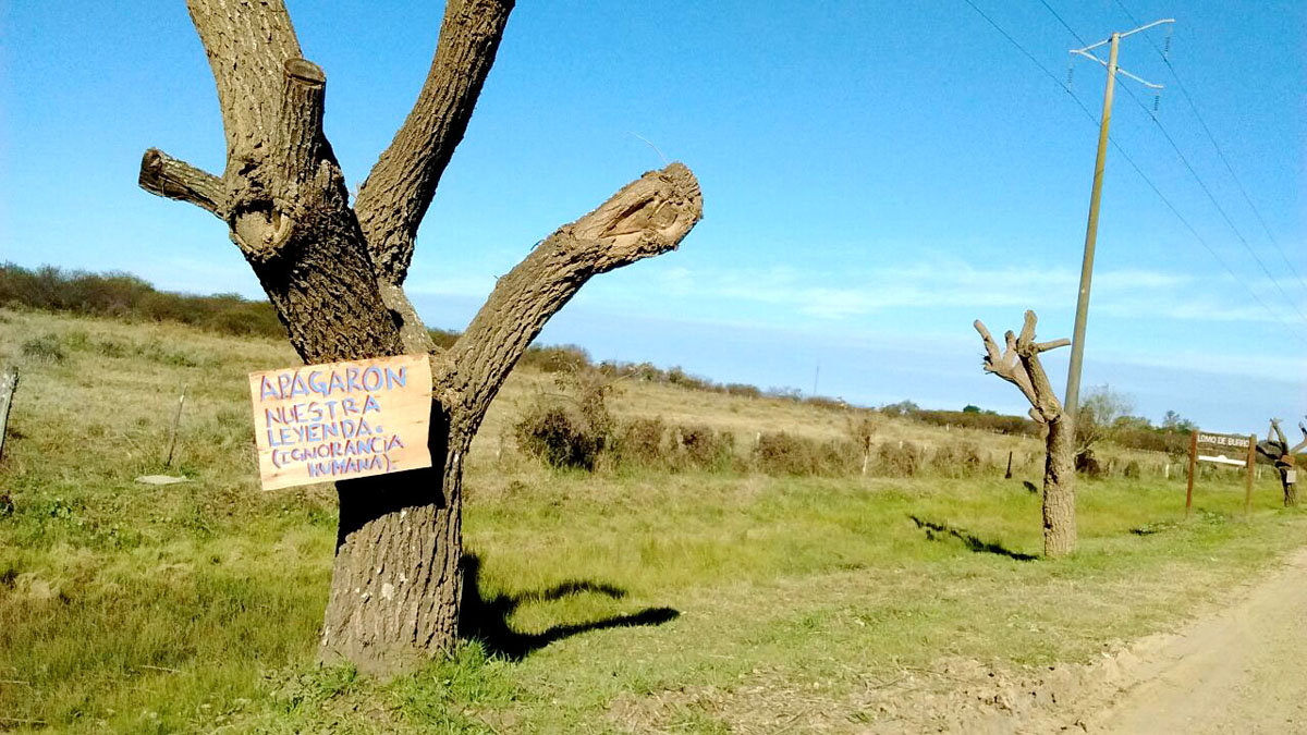 Pueblo Belgrano: Malestar de  vecinos por “poda excesiva”  de los ceibos en Av. Sánchez