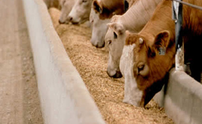 Aseguran que bajó el delito  en Costa Uruguay Sur 