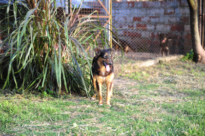 El Argentino y Patitas, presentan hoy a “Chofa” 