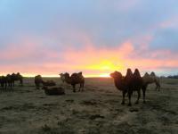 En el desierto de Mongolia.