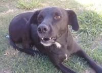 Pueblo Belgrano: Se realizaron 30 castraciones de emergencia en dos meses