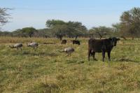 Está abierta la presentación de planes productivos que preserven los bosques nativos de Entre Ríos