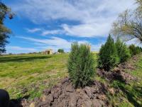 Aldea San Antonio: Plantaron más de mil árboles en espacios públicos