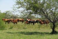 Entre Ríos suma ambientes naturales al  Sistema Provincial de Áreas Protegidas