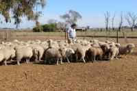 Productores podrán presentar proyectos en el marco de la Ley Ovina