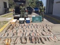 Decomisan en controles viales  pescados de distintas especies