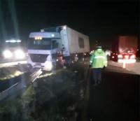 Dos camiones colisionaron  contra dos animales vacunos