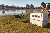 Animales silvestres recuperan la libertad