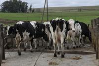 Brucelosis: Entre Ríos gestiona otros plazos para concretar el plan nacional