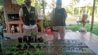 Prefectura Naval desactivó un “vivero” de marihuana
